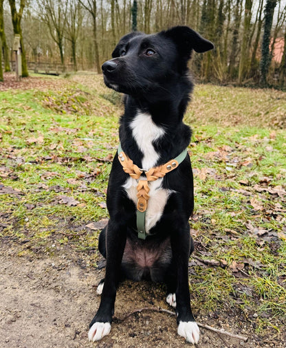 Geschirr Leder x Biothane