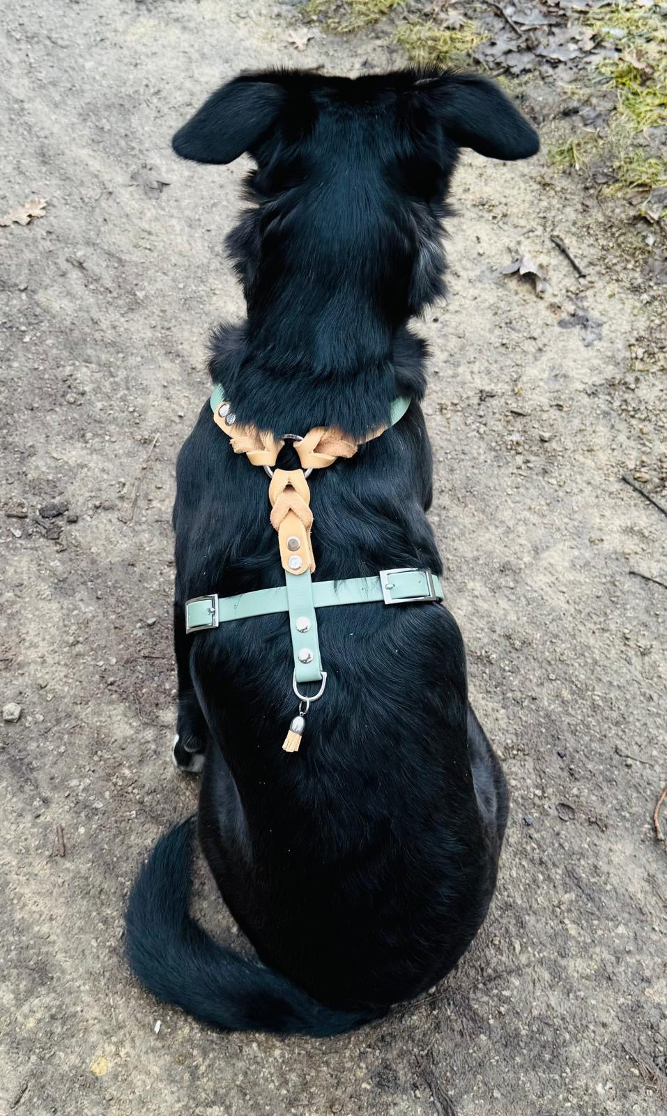 Geschirr Leder x Biothane