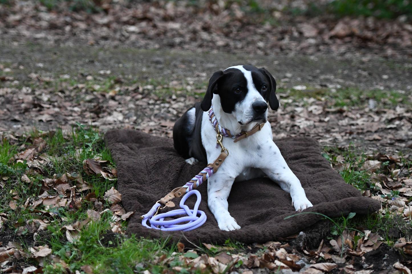 Leine „Balu“