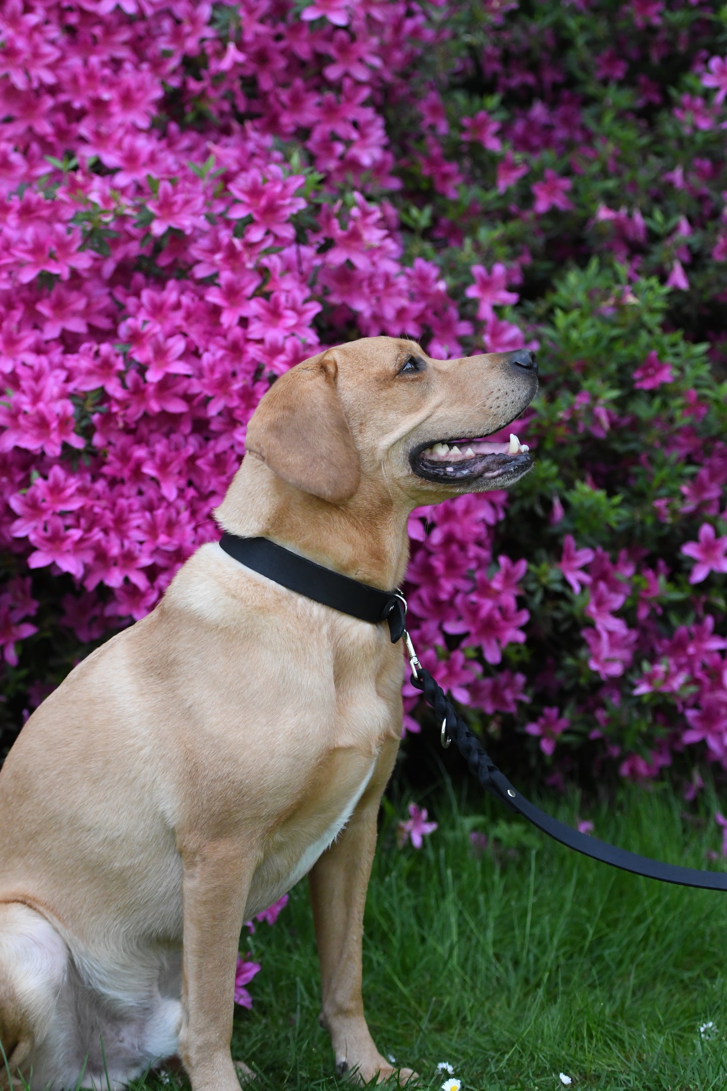 Classic Halsband